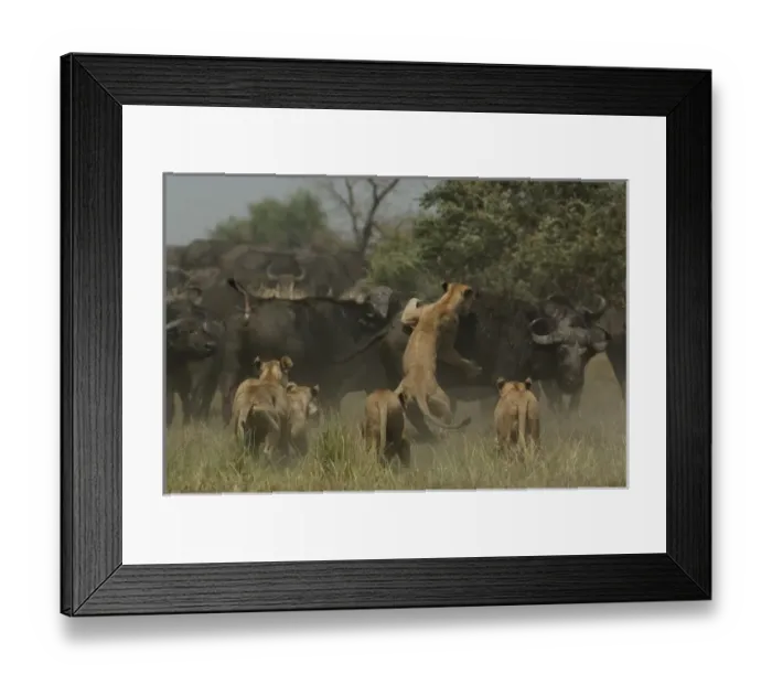 Framed Print : Lions (Panthera leo) hunting buffalo (Syncerus caffer) Duba Plains area. Okavango Delta Framed Print : Lions (Panthera leo) hunting buffalo (Syncerus caffer) Duba Plains area. Okavango Delta