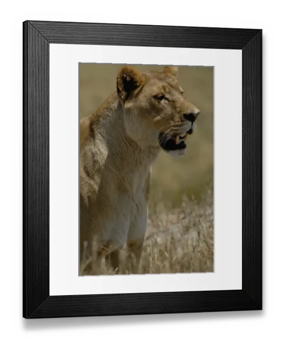 Framed Print : Lioness (Panthera leo) watching buffalo (Syncerus caffer) herd from a distance. Duba Plains area Framed Print : Lioness (Panthera leo) watching buffalo (Syncerus caffer) herd from a distance. Duba Plains area