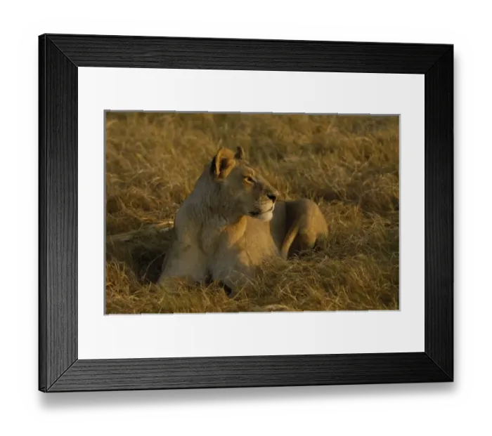 Framed Print : Lioness (Panthera leo) watching buffalo (Syncerus caffer) herd from a distance. Duba Plains area