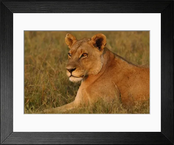 Framed Print : Lioness (Panthera leo) showing red face and neck after just having eaten. Her right