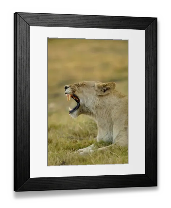 Framed Print : Africa, Botswana Framed Print : Africa, Botswana