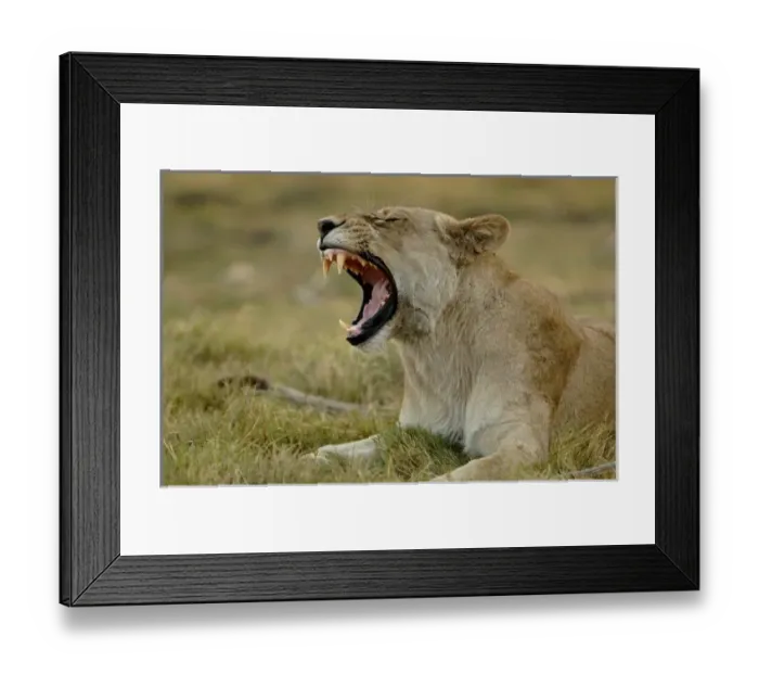 Framed Print : Africa, Botswana