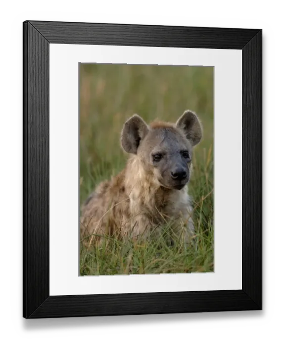 Framed Print : Spotted hyena (Crocuta crocuta) Mombo area, Chiefs Island. Okavango Delta. BOTSWANA