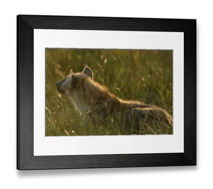 Framed Print : Spotted hyena (Crocuta crocuta) Mombo area, Chiefs Island. Okavango Delta. BOTSWANA Framed Print : Spotted hyena (Crocuta crocuta) Mombo area, Chiefs Island. Okavango Delta. BOTSWANA
