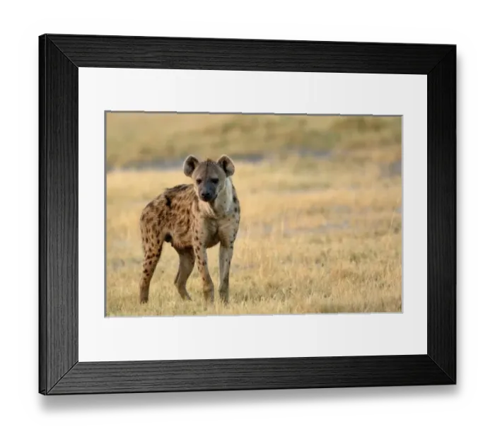 Framed Print : Africa, Botswana Framed Print : Africa, Botswana