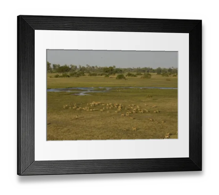 Framed Print : Impala (Aepyceros melampus) Okavango Delta. BOTSWANA. Southern Africa Framed Print : Impala (Aepyceros melampus) Okavango Delta. BOTSWANA. Southern Africa
