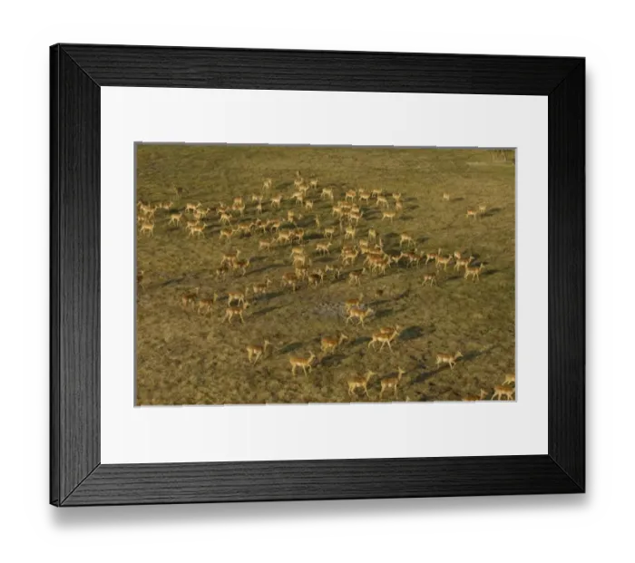 Framed Print : Impala (Aepyceros melampus) Okavango Delta. BOTSWANA. Southern Africa