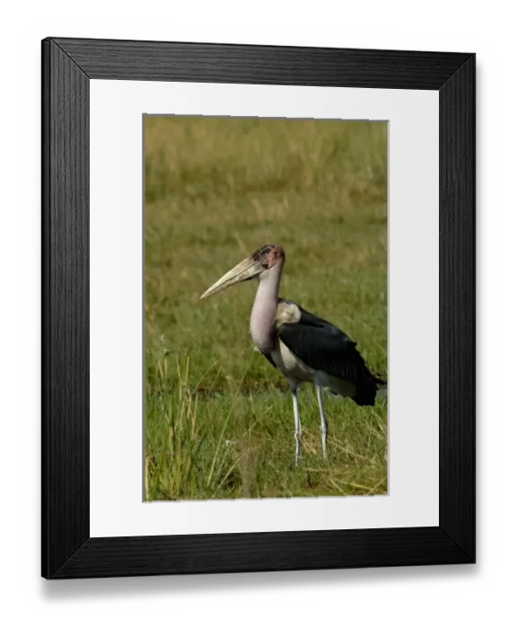 Framed Print : Marabou stork (Leptoptilos crumeniferus) Okavango Delta, BOTSWANA Southern Africa Framed Print : Marabou stork (Leptoptilos crumeniferus) Okavango Delta, BOTSWANA Southern Africa