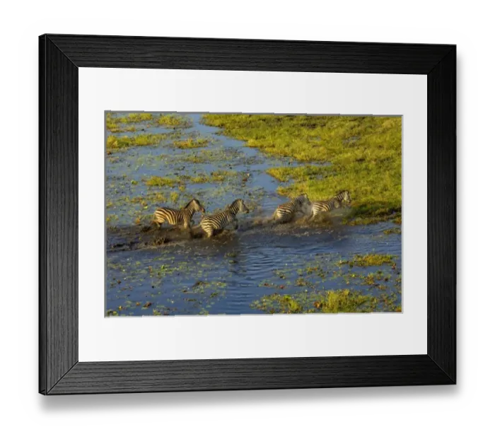 Framed Print : Burchells zebra (Equus burchelli) crossing flood waters. A large herbivore living Framed Print : Burchells zebra (Equus burchelli) crossing flood waters. A large herbivore living