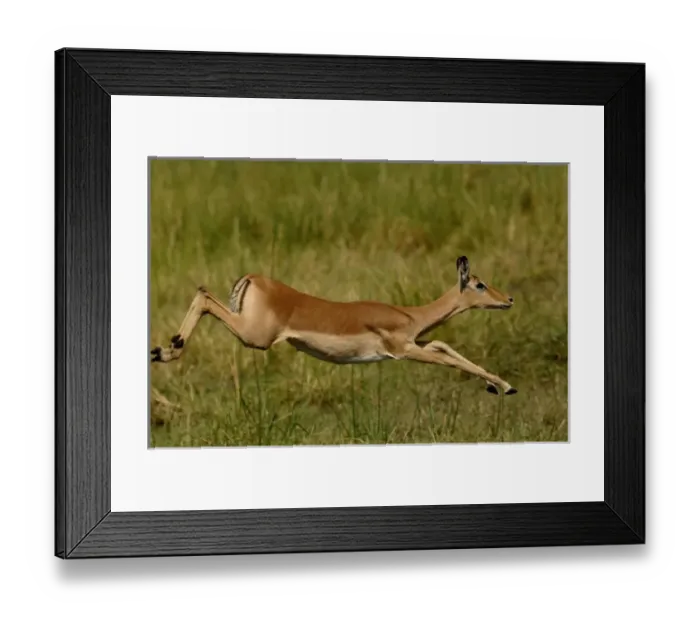 Framed Print : Impala (Aepyceros melampus), Okavango Delta. BOTSWANA. Southern Africa Framed Print : Impala (Aepyceros melampus), Okavango Delta. BOTSWANA. Southern Africa