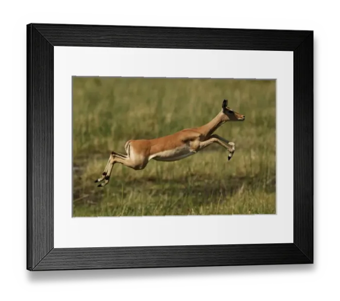 Framed Print : Impala (Aepyceros melampus), Okavango Delta. BOTSWANA. Southern Africa Framed Print : Impala (Aepyceros melampus), Okavango Delta. BOTSWANA. Southern Africa
