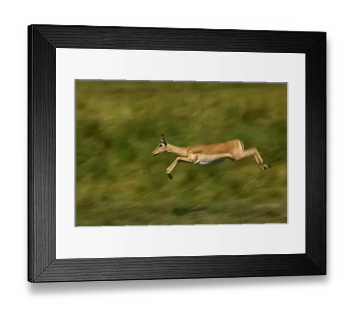 Framed Print : Africa, Botswana
