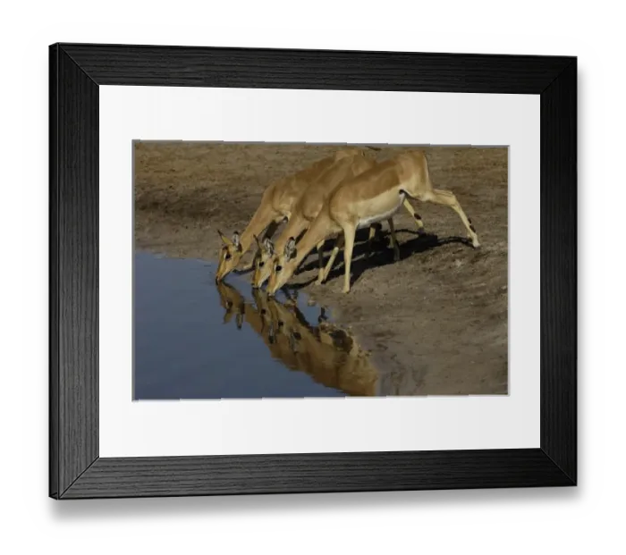 Framed Print : Impala (Aepyceros melampus), Okavango Delta. BOTSWANA. Southern Africa Framed Print : Impala (Aepyceros melampus), Okavango Delta. BOTSWANA. Southern Africa