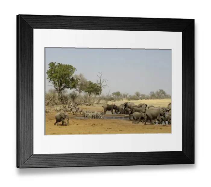 Framed Print : Africa, Botswana Framed Print : Africa, Botswana