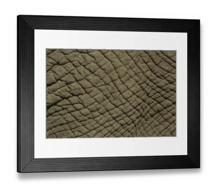 Framed Print : African elephant skin (Loxodonta africana) Framed Print : African elephant skin (Loxodonta africana)