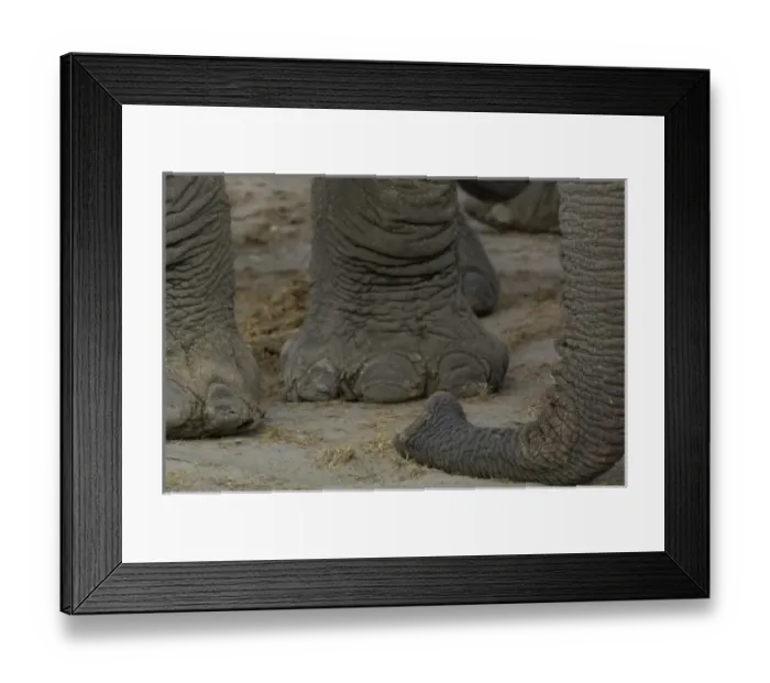 Framed Print : Africa, Botswana Framed Print : Africa, Botswana