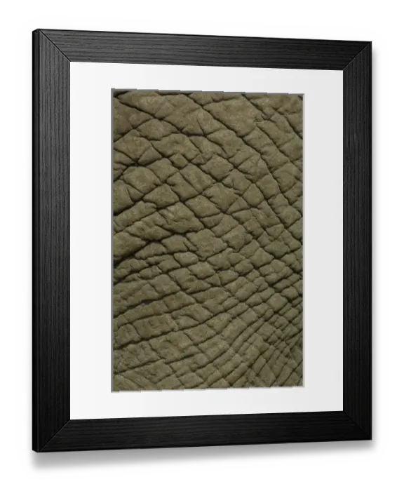Framed Print : African elephant skin (Loxodonta africana) Framed Print : African elephant skin (Loxodonta africana)