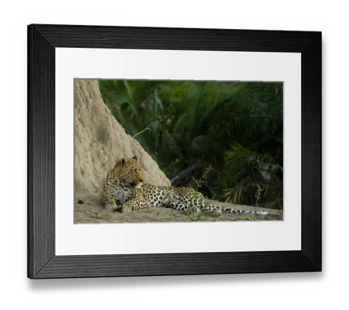 Framed Print : Leopard (Panthera pardus) Male lying next to termite mound. Mombo area, Chiefs Island