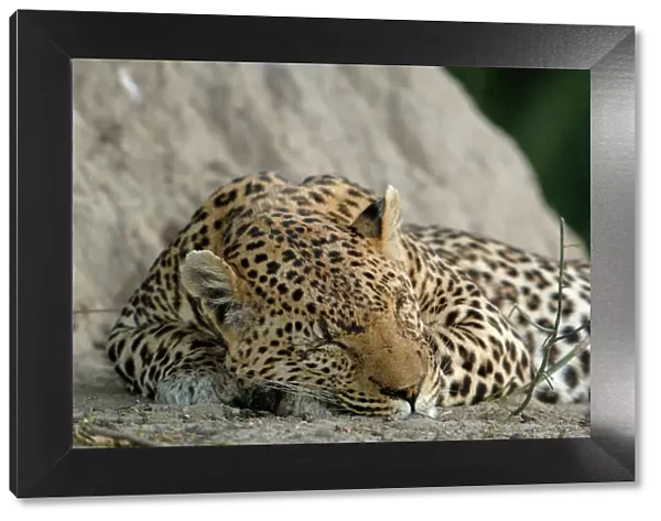 Leopard male