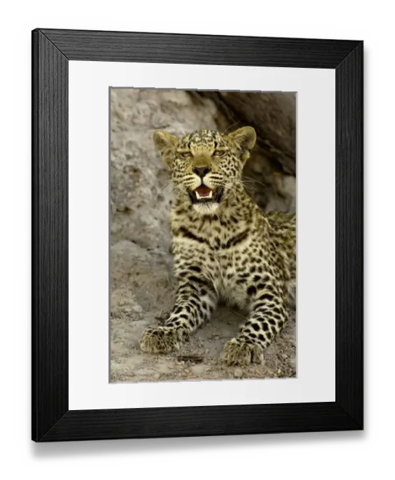 Framed Print : Africa, Botswana Framed Print : Africa, Botswana