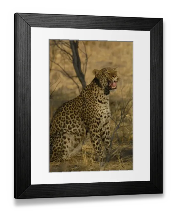 Framed Print : Africa, Botswana Framed Print : Africa, Botswana