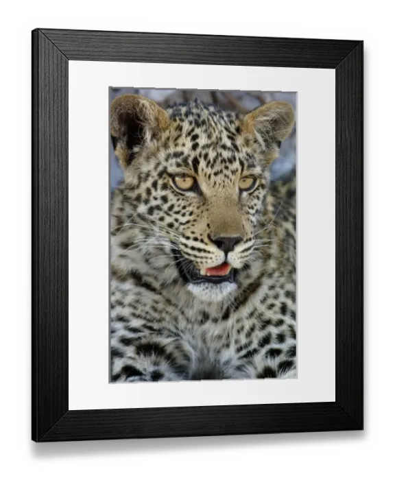 Framed Print : Africa, Botswana Framed Print : Africa, Botswana