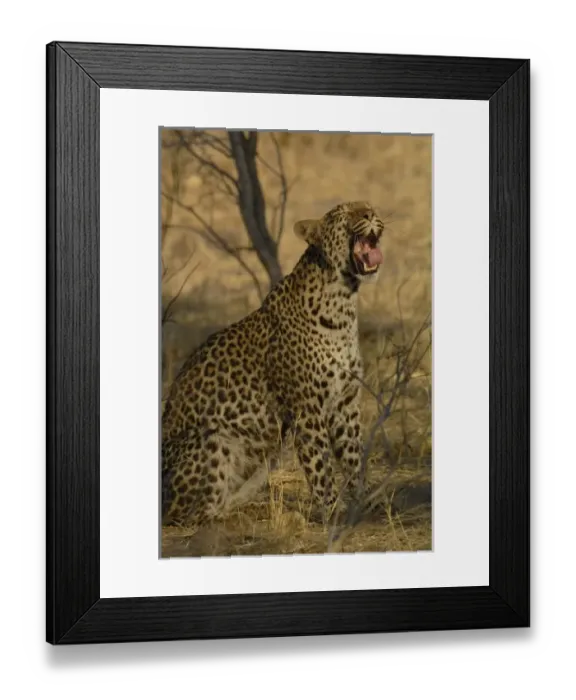 Framed Print : Africa, Botswana Framed Print : Africa, Botswana