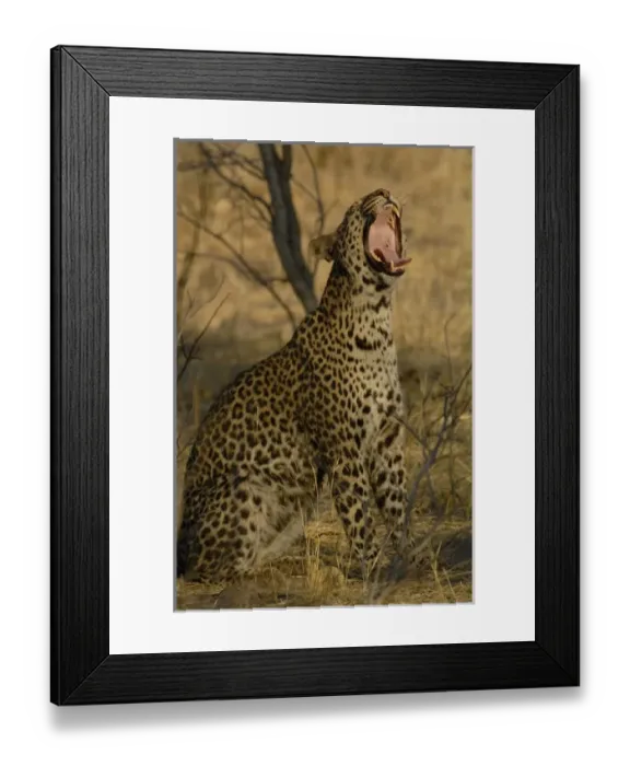 Framed Print : Leopard (Panthera pardus) Female yawning. Savuti Channal, Linyanti area. BOTSWANA Framed Print : Leopard (Panthera pardus) Female yawning. Savuti Channal, Linyanti area. BOTSWANA