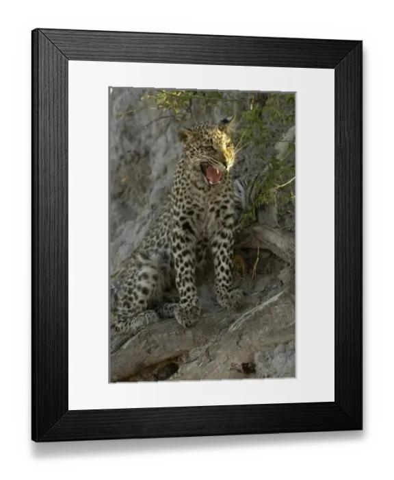 Framed Print : Africa, Botswana Framed Print : Africa, Botswana