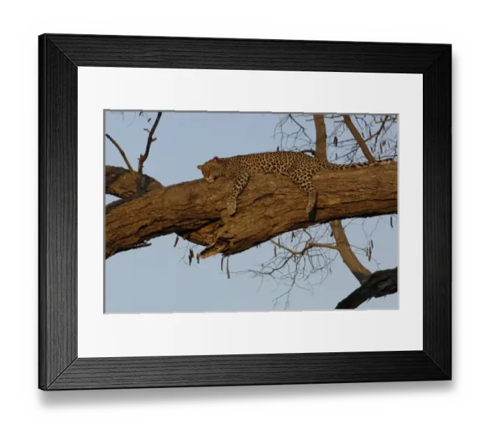 Framed Print : Leopard (Panthera pardus) Female relaxing on the branch of a tree. Savuti Channal, Linyanti area