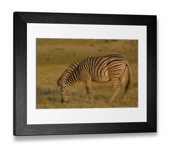 Framed Print : Burchells zebra (Equus burchelli) large herbivore living in open plains. Mombo Framed Print : Burchells zebra (Equus burchelli) large herbivore living in open plains. Mombo