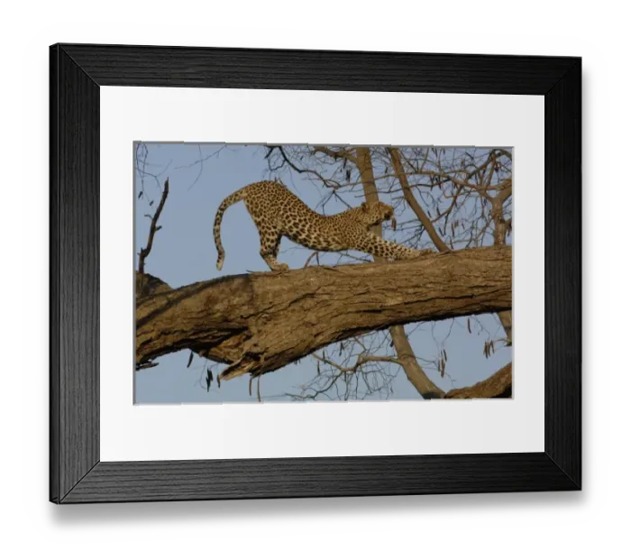 Framed Print : Leopard (Panthera pardus) Female stretching after relaxing on the branch of a tree Framed Print : Leopard (Panthera pardus) Female stretching after relaxing on the branch of a tree