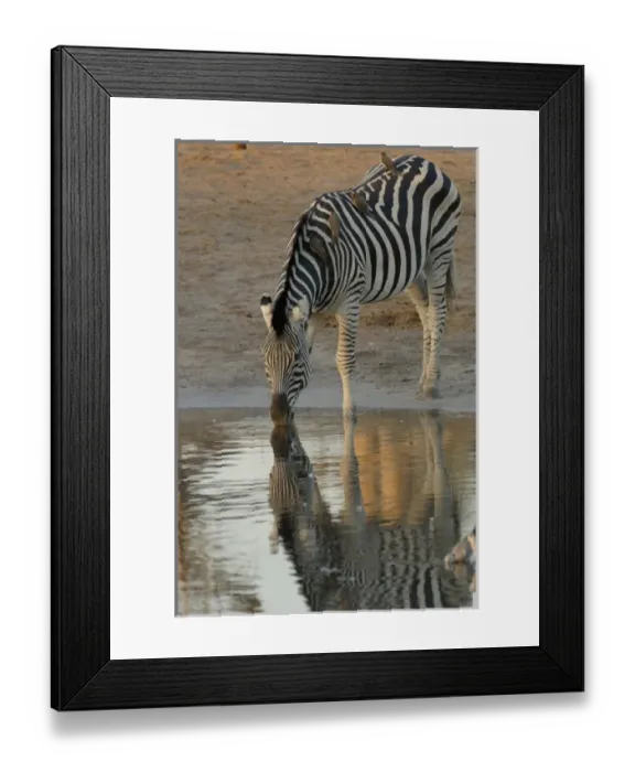 Framed Print : Burchells zebra (Equus burchelli) large herbivore living in open plains. Linyanti Framed Print : Burchells zebra (Equus burchelli) large herbivore living in open plains. Linyanti