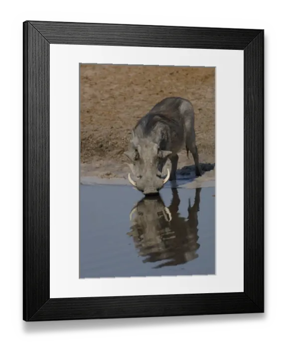 Framed Print : Warthog (Phacoecerus aethiopicus) Savuti channel. BOTSWANA. Southern Africa Framed Print : Warthog (Phacoecerus aethiopicus) Savuti channel. BOTSWANA. Southern Africa