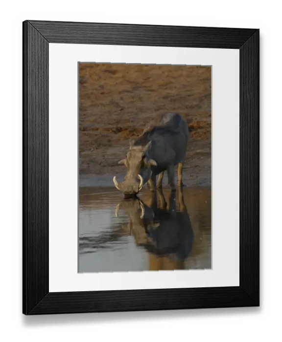Framed Print : Warthog (Phacoecerus aethiopicus) Savuti channel. BOTSWANA. Southern Africa Framed Print : Warthog (Phacoecerus aethiopicus) Savuti channel. BOTSWANA. Southern Africa