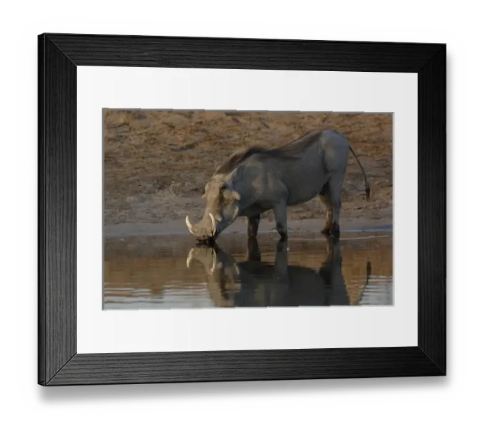 Framed Print : Warthog (Phacoecerus aethiopicus) Savuti channel. BOTSWANA. Southern Africa