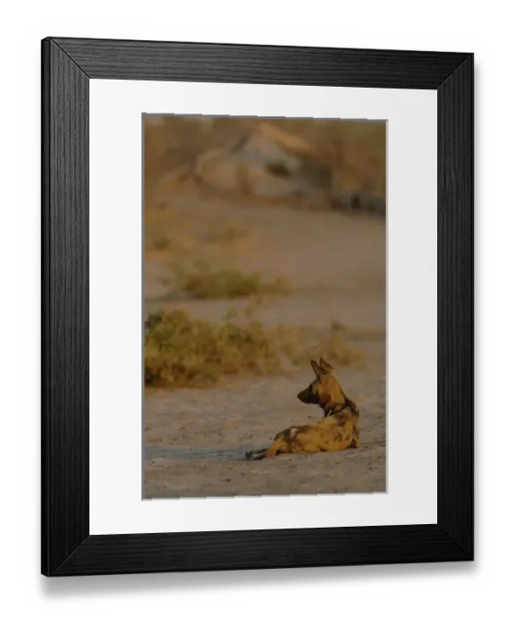 Framed Print : Wild dog or painted wolf (Lycaon pictus) Savuti channel, Linyanti region. BOTSWANA