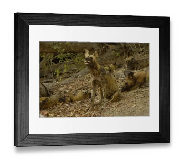 Framed Print : Wild dogs or painted wolves (Lycaon pictus) Savuti channel, Linyanti region. BOTSWANA Framed Print : Wild dogs or painted wolves (Lycaon pictus) Savuti channel, Linyanti region. BOTSWANA