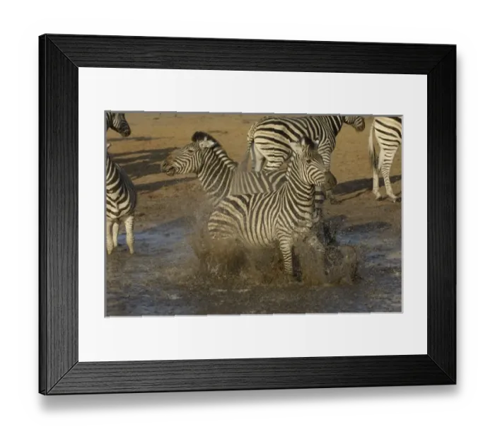 Framed Print : Burchells zebra (Equus burchelli) large herbivore living in open plains. Linyanti Framed Print : Burchells zebra (Equus burchelli) large herbivore living in open plains. Linyanti