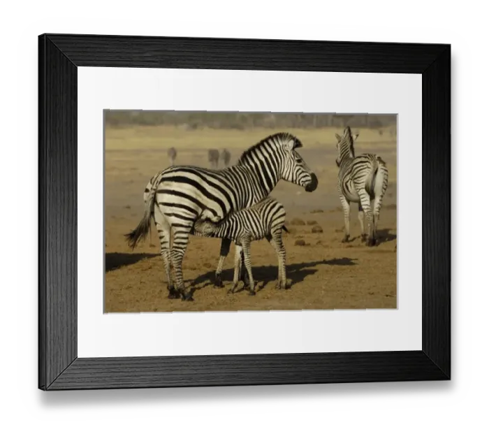 Framed Print : Burchells zebra (Equus burchelli) large herbivore living in open plains. Mothe and colt Framed Print : Burchells zebra (Equus burchelli) large herbivore living in open plains. Mothe and colt