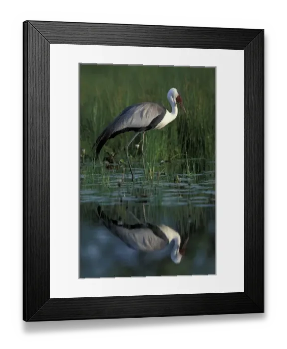 Framed Print : Botswana, Moremi Game Reserve, Wattled Crane (Bugeranus carunculatis) in pool along Framed Print : Botswana, Moremi Game Reserve, Wattled Crane (Bugeranus carunculatis) in pool along