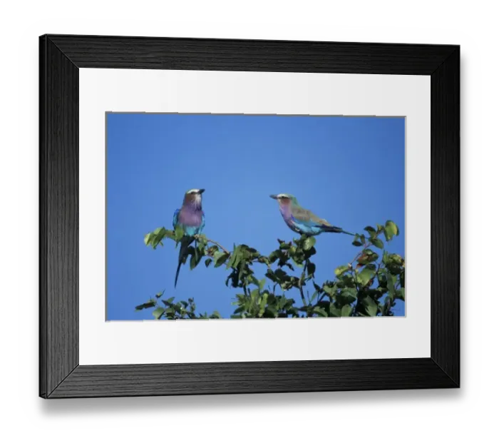 Framed Print : Africa, Botswana, Chobe National Park, Two Lilac-Breasted Rollers (Coracias caudata) Framed Print : Africa, Botswana, Chobe National Park, Two Lilac-Breasted Rollers (Coracias caudata)