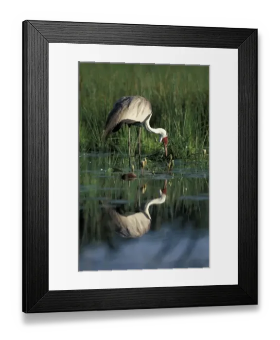 Framed Print : Botswana, Moremi Game Reserve, Wattled Crane (Bugeranus carunculatis) in pool along Framed Print : Botswana, Moremi Game Reserve, Wattled Crane (Bugeranus carunculatis) in pool along