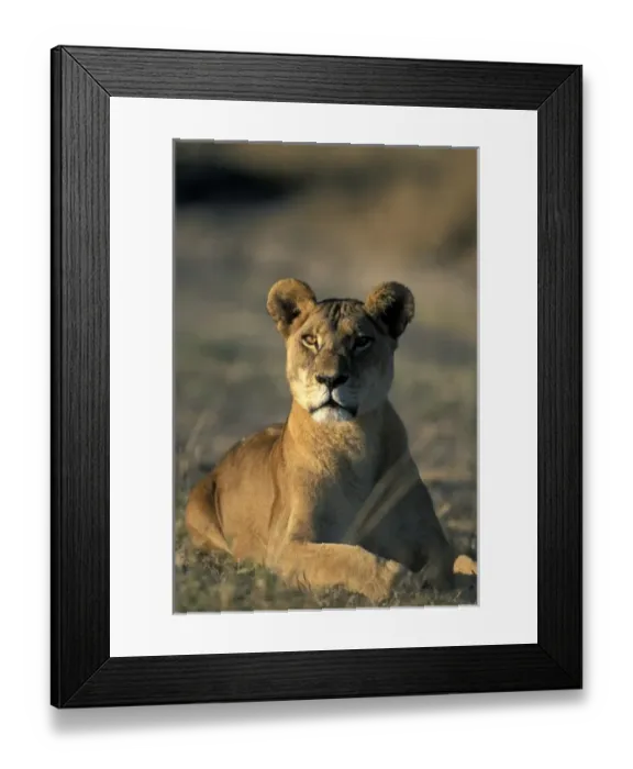 Framed Print : Africa, Botswana