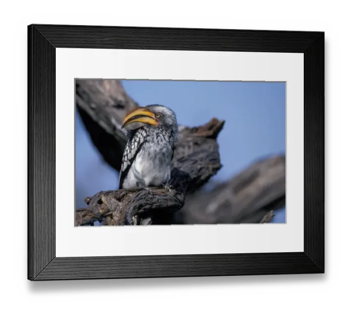 Framed Print : Africa, Botswana, Chobe National Park, Yellow-billed Hornbill (Tockus leucomelas)