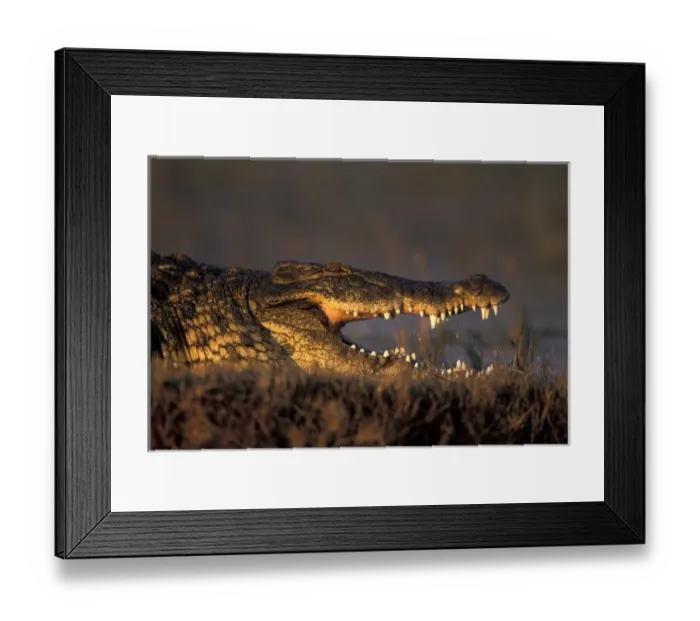 Framed Print : Botswana, Chobe National Park, Nile Crocodile (Crocodylus niloticus) lies along