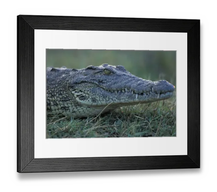 Framed Print : Africa, Botswana, Chobe National, Nile Crocodile (Crocodylus niloticus) waits along Framed Print : Africa, Botswana, Chobe National, Nile Crocodile (Crocodylus niloticus) waits along