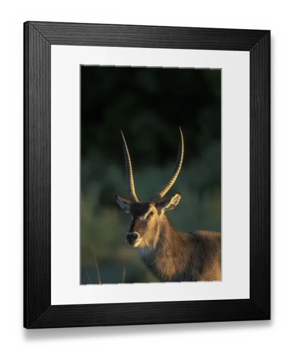 Framed Print : Botswana, Moremi Game Reserve, Waterbuck (Kobus ellipsiprymnus) stands along Khwai Framed Print : Botswana, Moremi Game Reserve, Waterbuck (Kobus ellipsiprymnus) stands along Khwai