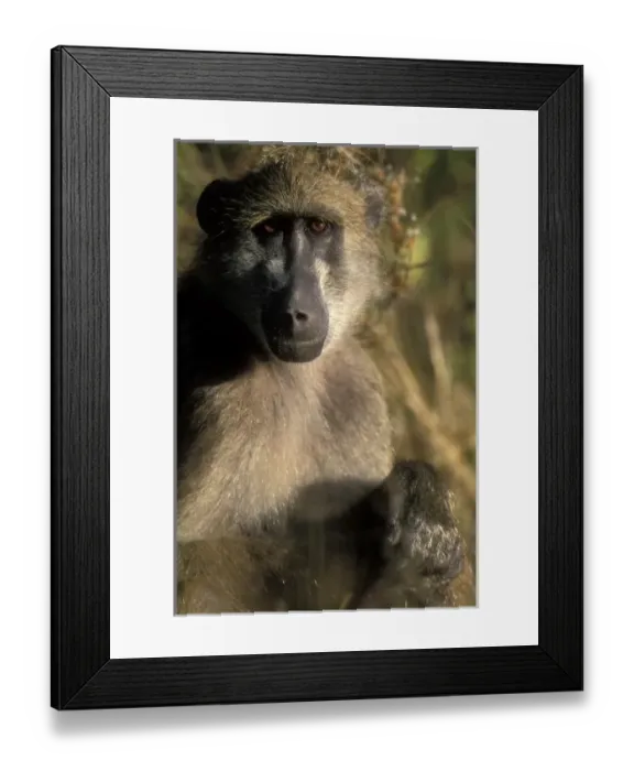 Framed Print : Africa, Botswana Framed Print : Africa, Botswana