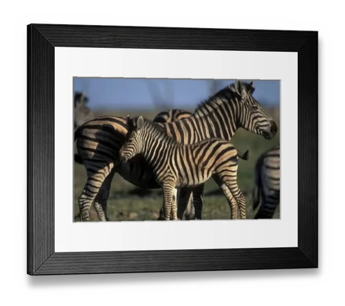Framed Print : Plains Zebra, Chobe National Park, Botswana, Africa Framed Print : Plains Zebra, Chobe National Park, Botswana, Africa